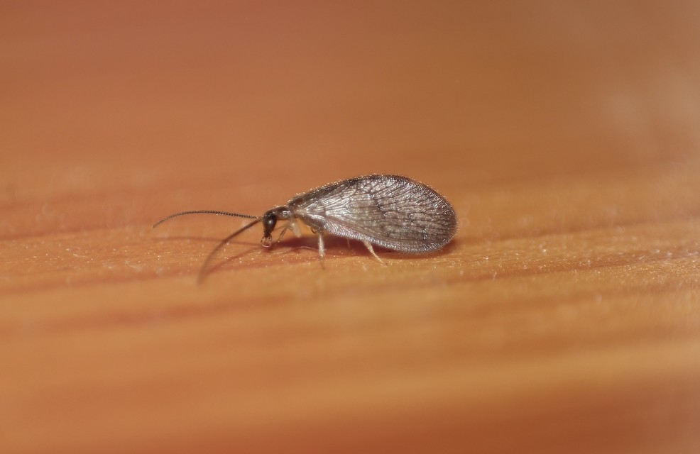 Neuroptera - Recésszárnyúak Neuroptera - Recésszárnyúak