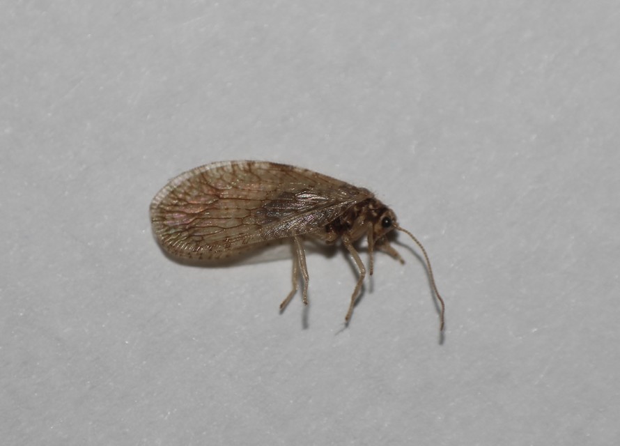 Neuroptera - Recésszárnyúak Neuroptera - Recésszárnyúak