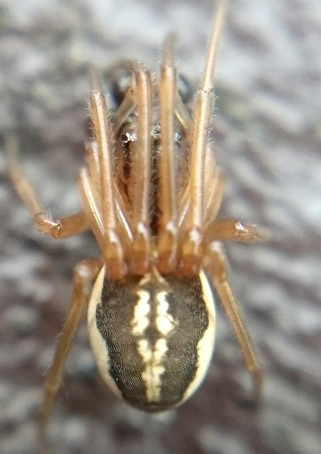 Pachygnatha clercki