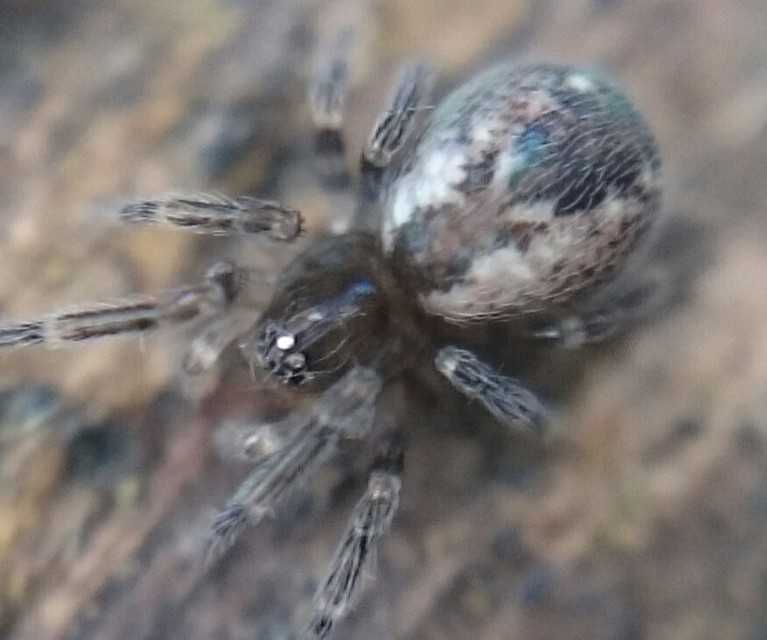 Dictyna arundinacea - nádi hamvaspók