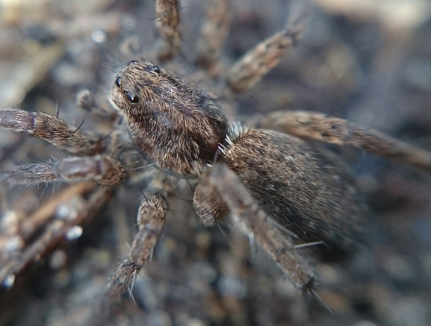 Pardosa prativaga