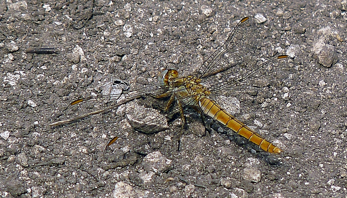 Orthetrum brunneum - pataki pásztorszitakötő