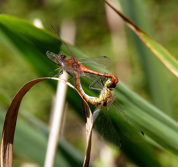 Sympetrum sanguineum - vörös katona-szitakötő