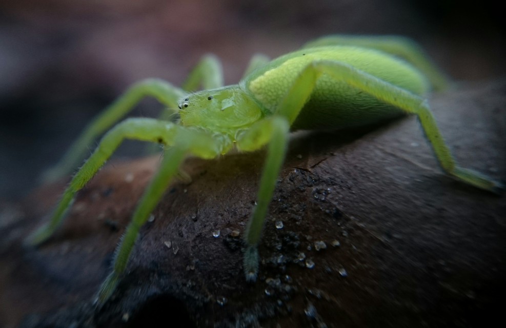 Micrommata virescens - hunyópók