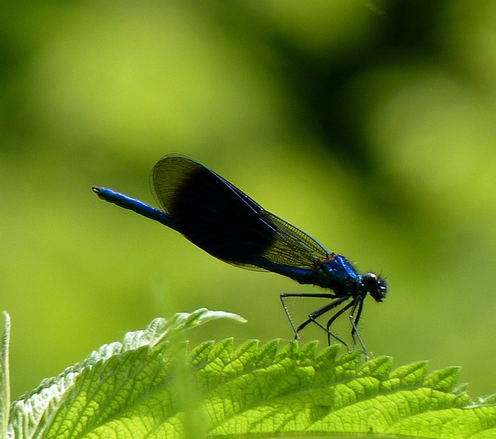 Calopteryx splendens - sávos szitakötő