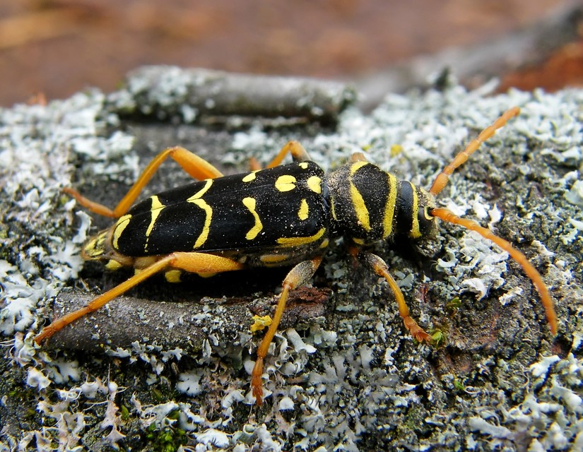 Plagionotus arcuatus - bársonyos darázscincér