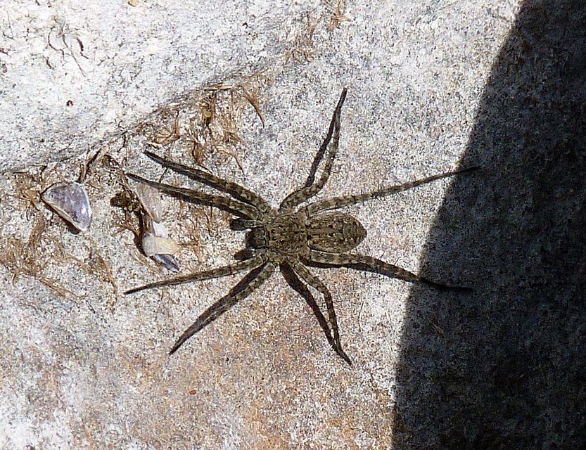 Pardosa