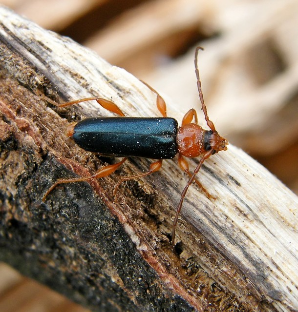 Phymatodes testaceus - változékony korongcincér Phymatodes testaceus - változékony korongcincér