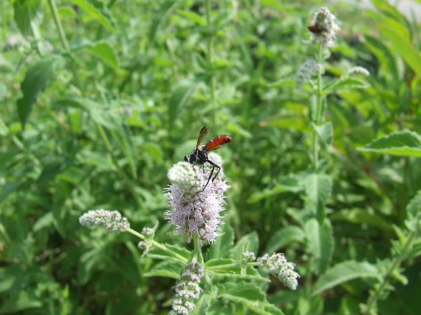 Cylindromyia bicolor