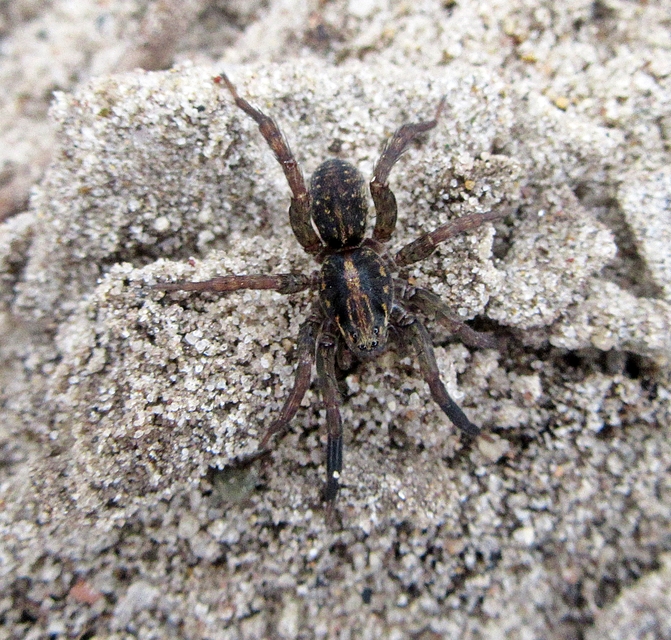 Trochosa