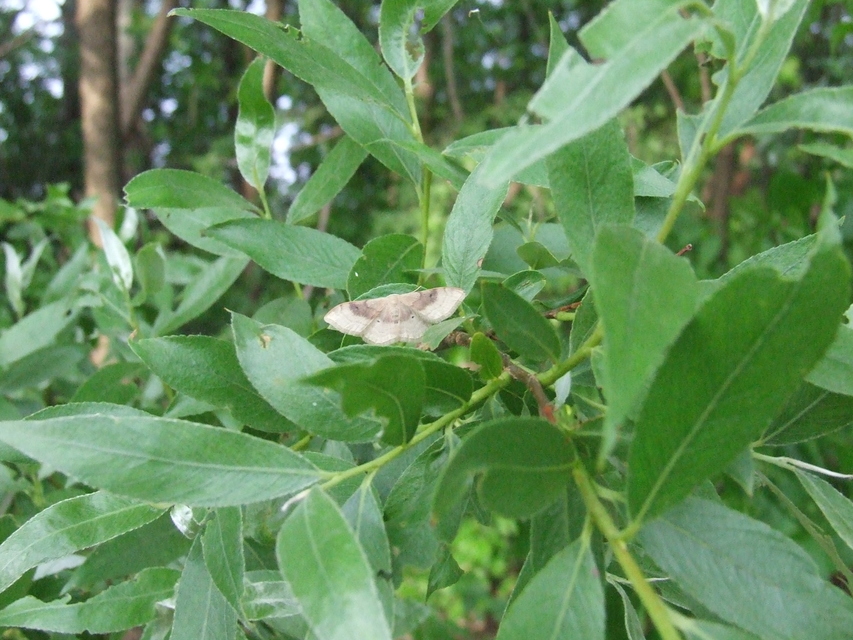 Idaea degeneraria - barnasávos araszoló