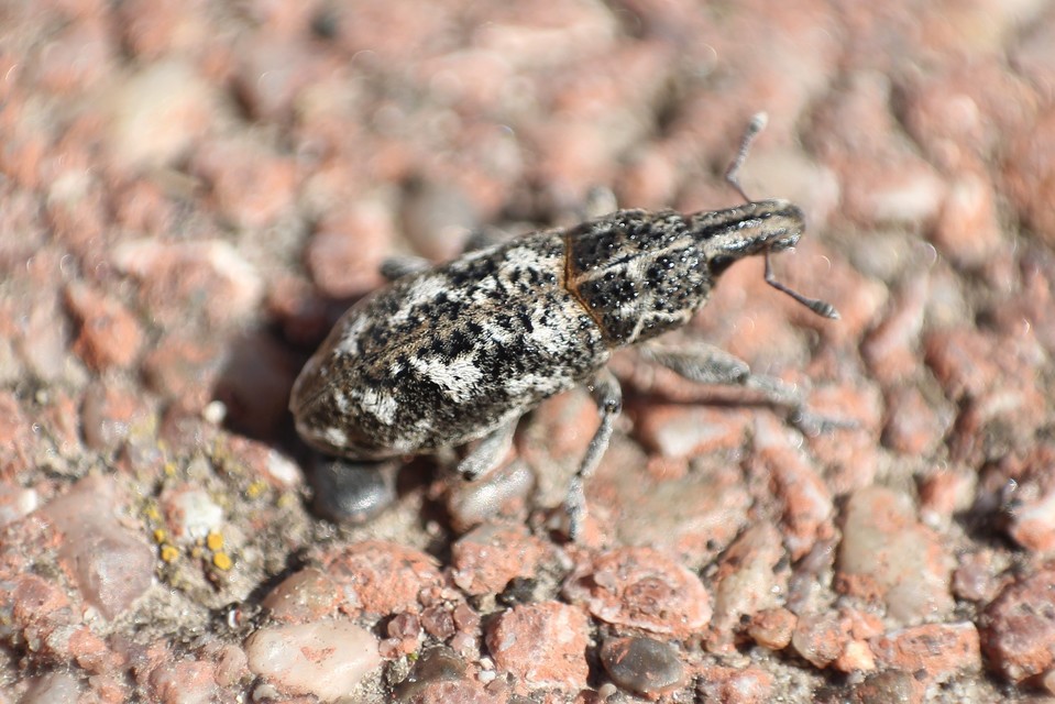 Cyphocleonus dealbatus - márványos barkó