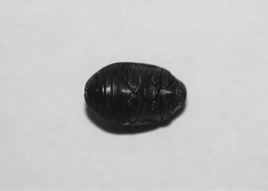 Byrrhus pilula - közönséges labdacsbogár