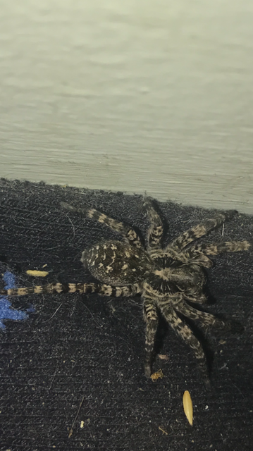 Lycosa singoriensis - szongáriai cselőpók