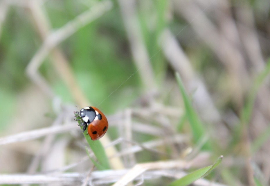 Coccinella septempunctata - hétpettyes katica