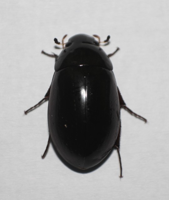 Hydrochara caraboides - kis csibor