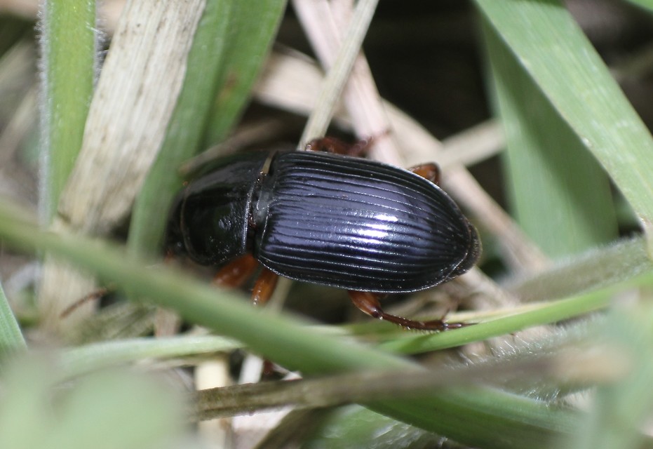 Harpalus rubripes - vöröslábú lomhafutó