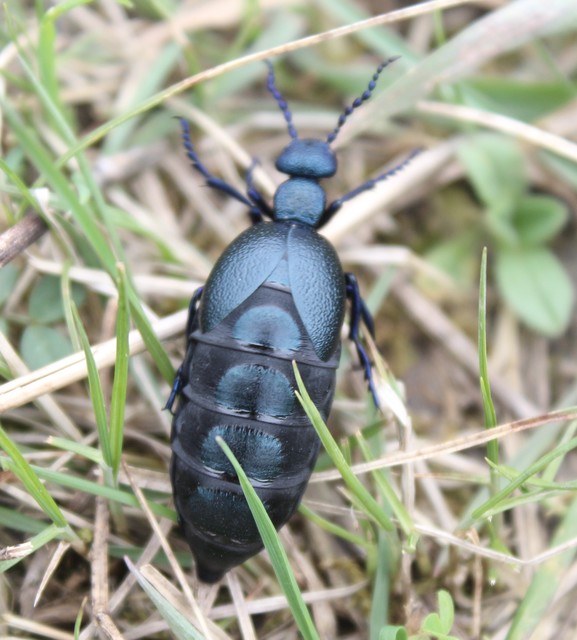 Meloe proscarabaeus - közönséges nünüke
