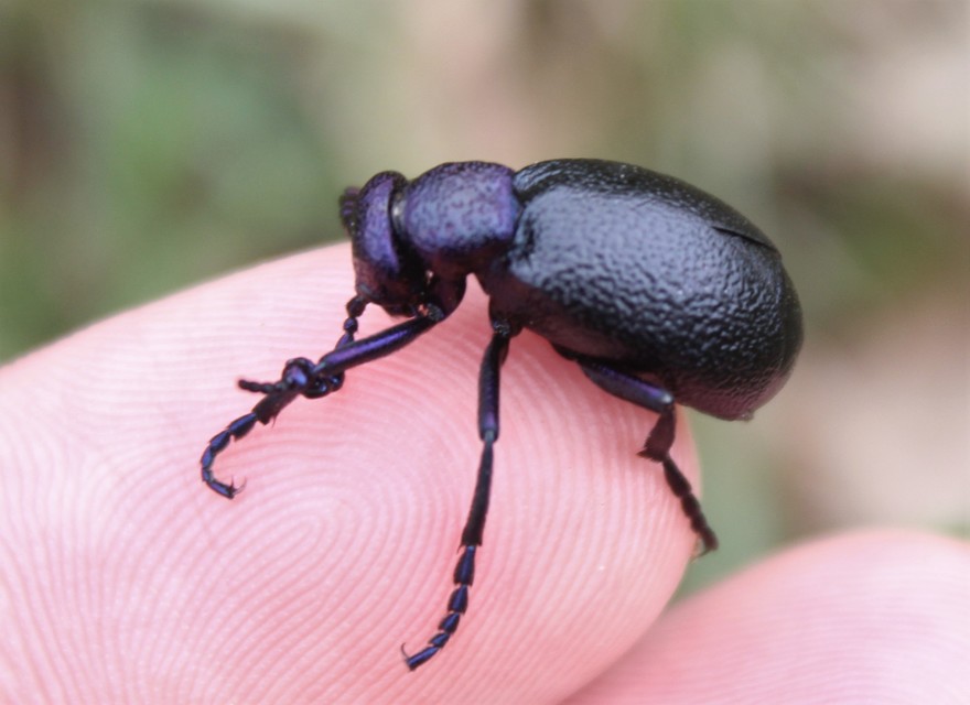 Meloe proscarabaeus - közönséges nünüke