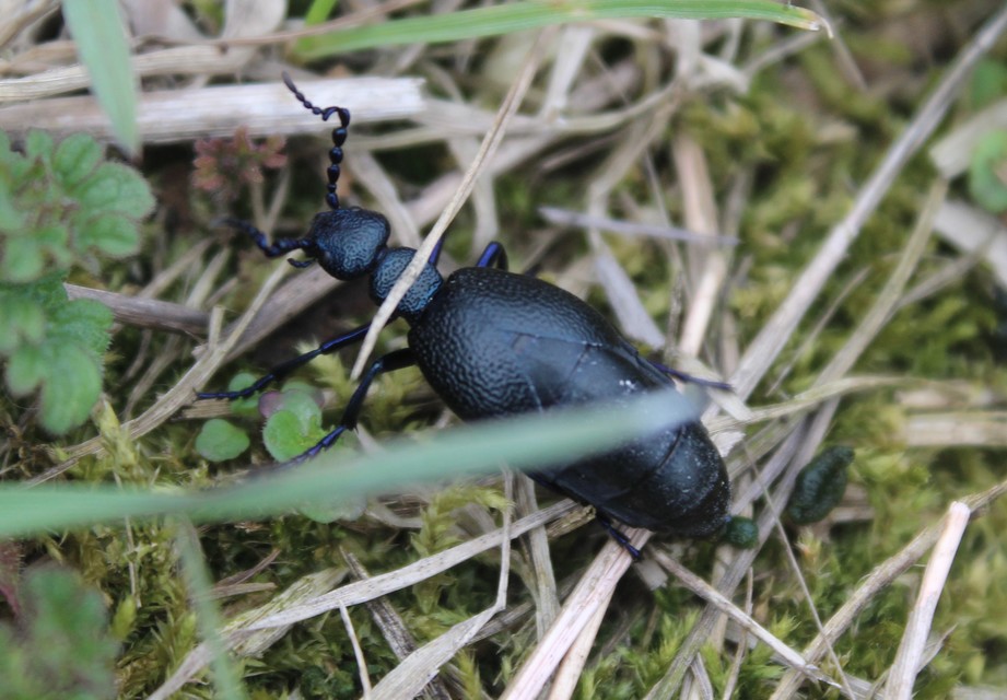 Meloe proscarabaeus - közönséges nünüke