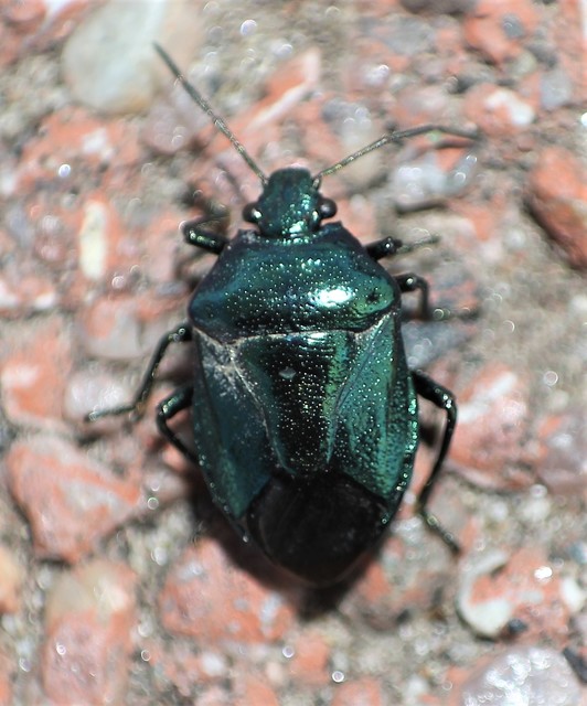 Zicrona caerulea - acélkék poloska Zicrona caerulea - acélkék poloska