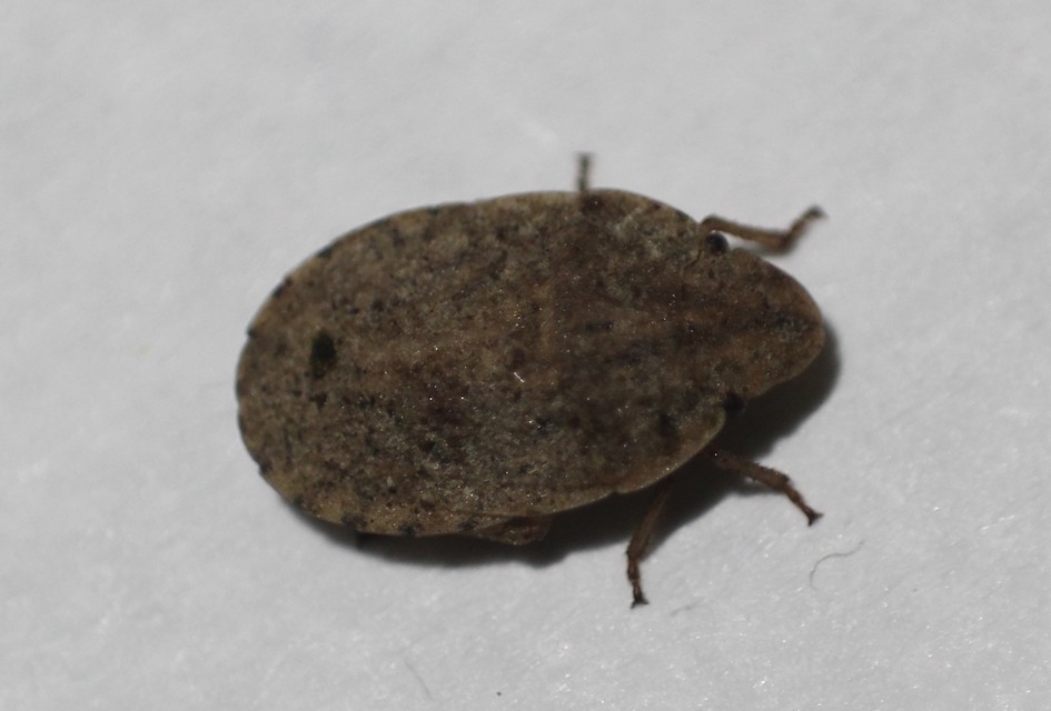 Sciocoris Sciocoris