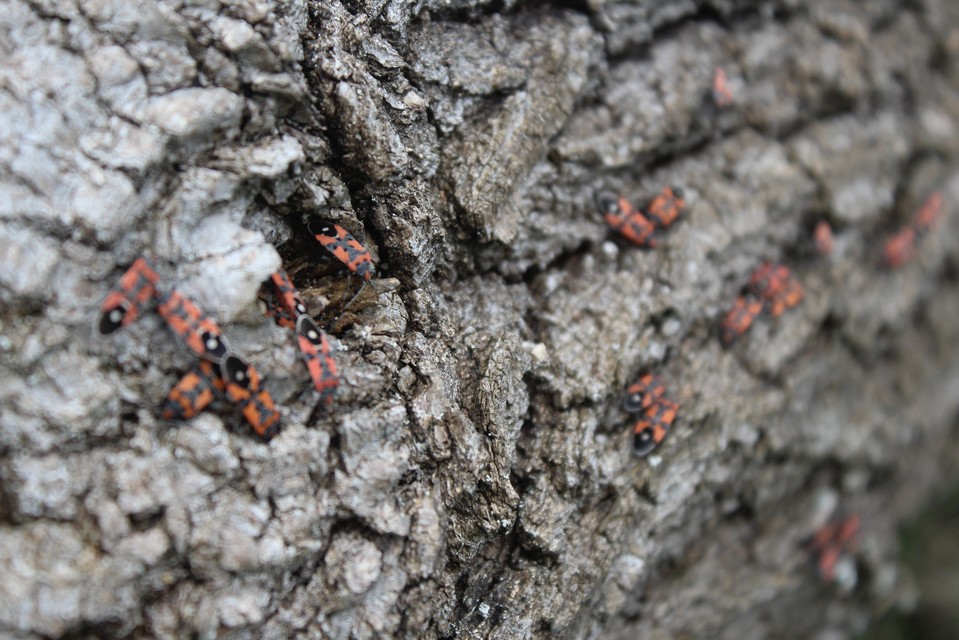 Lygaeus equestris/simulans