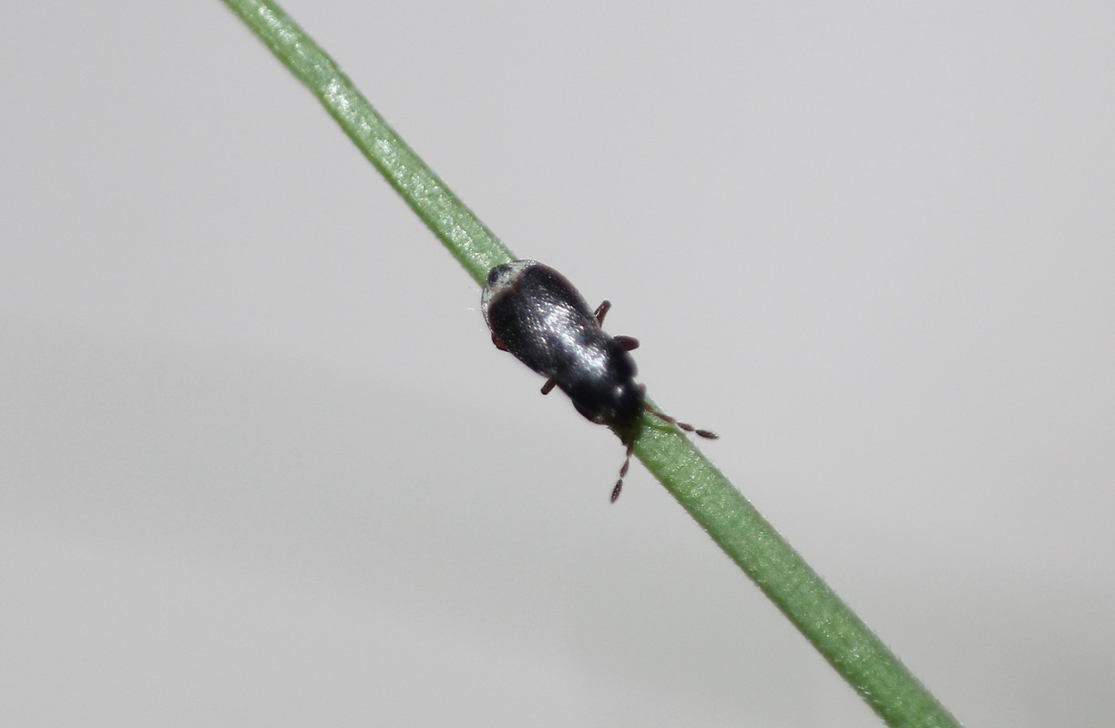 Plinthisus pusillus