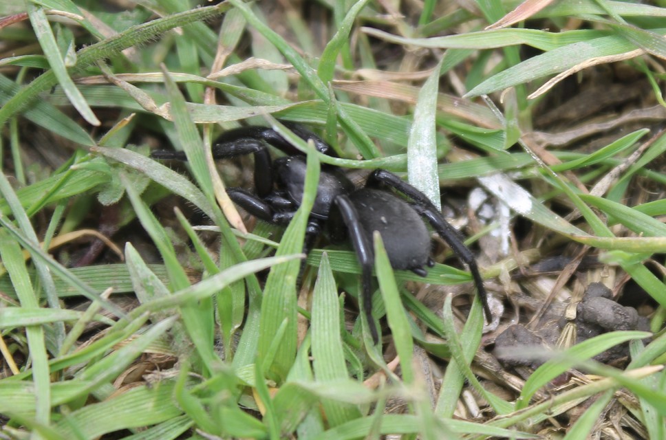 Gnaphosidae - kövipókok