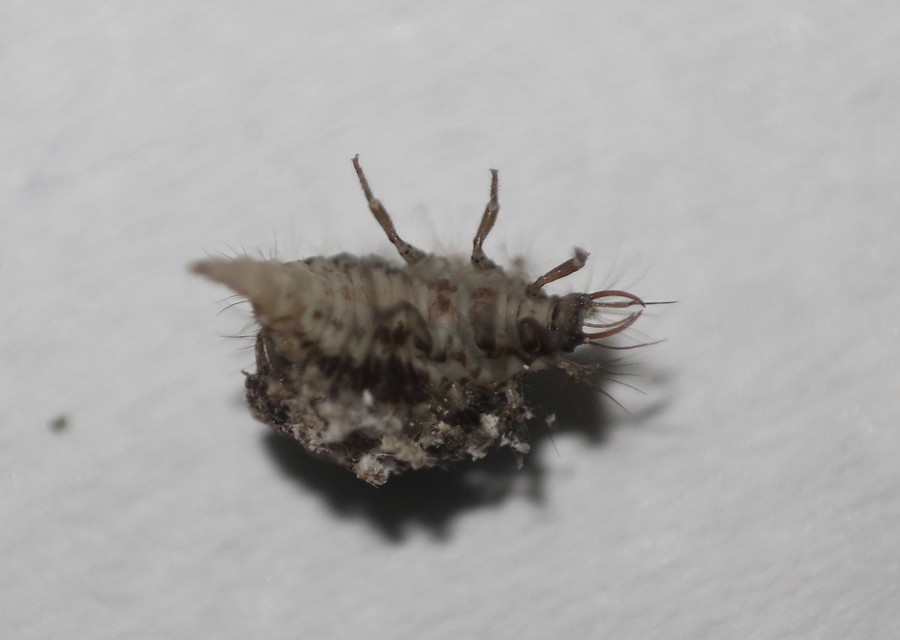 Chrysopidae - zöldfátyolkák Chrysopidae - zöldfátyolkák