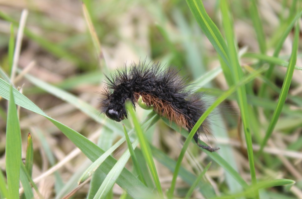 Hyphoraia aulica - barna medvelepke