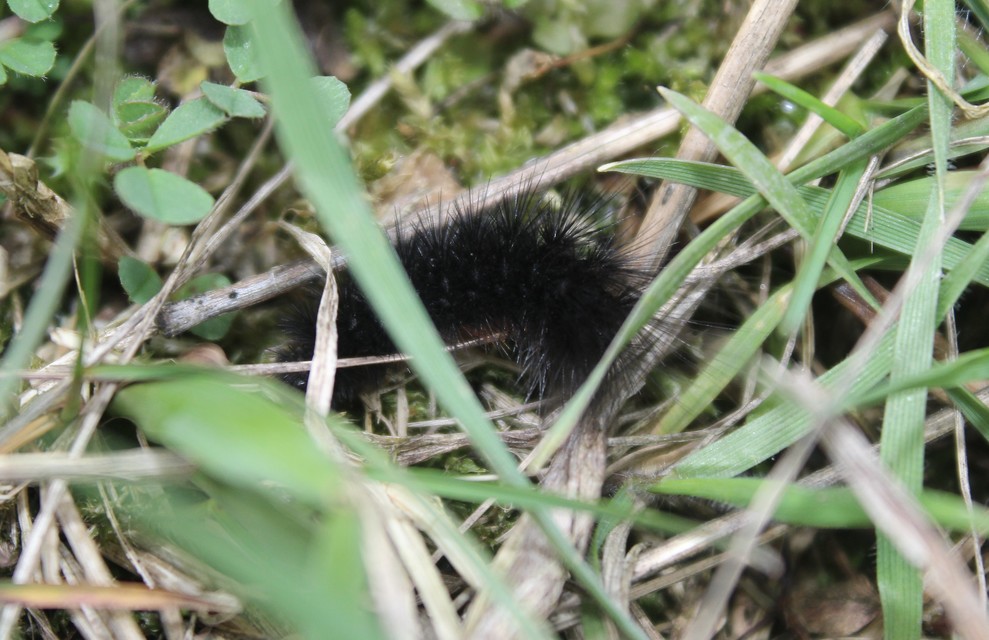 Hyphoraia aulica - barna medvelepke