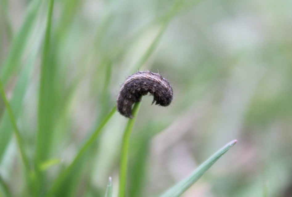 Polypogon tentacularia - sötétaljú karcsúbagoly