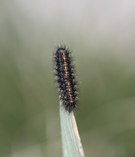 Spiris striata - csíkos molyszövő