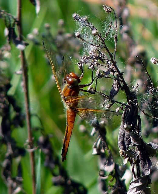 Libellula fulva - kisfoltos laposacsa
