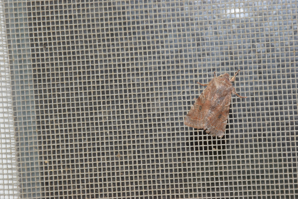 Orthosia incerta - változékony barkabagoly