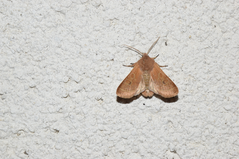 Orthosia cerasi - közepes barkabagoly