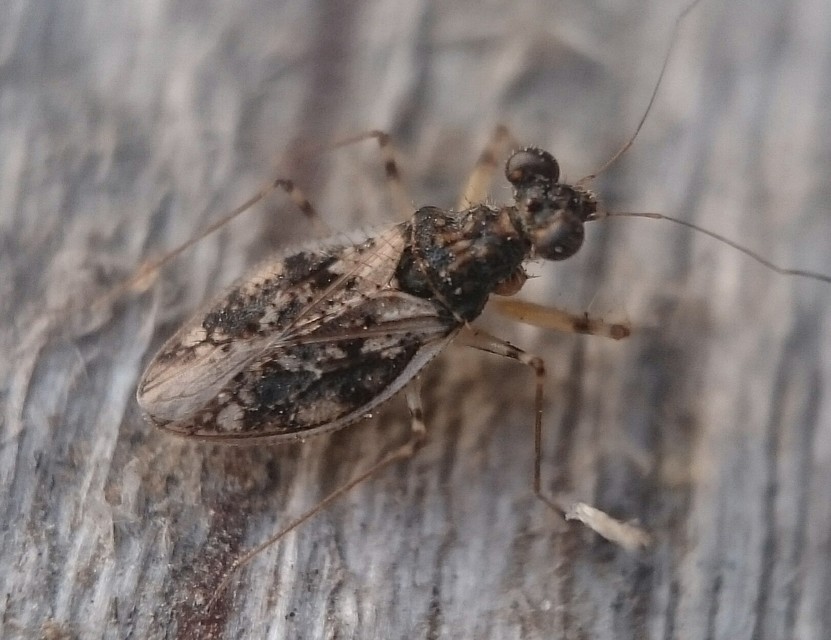 Leptopus marmoratus - kövipoloska