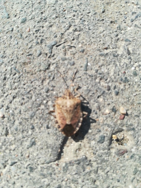 Halyomorpha halys - ázsiai márványospoloska