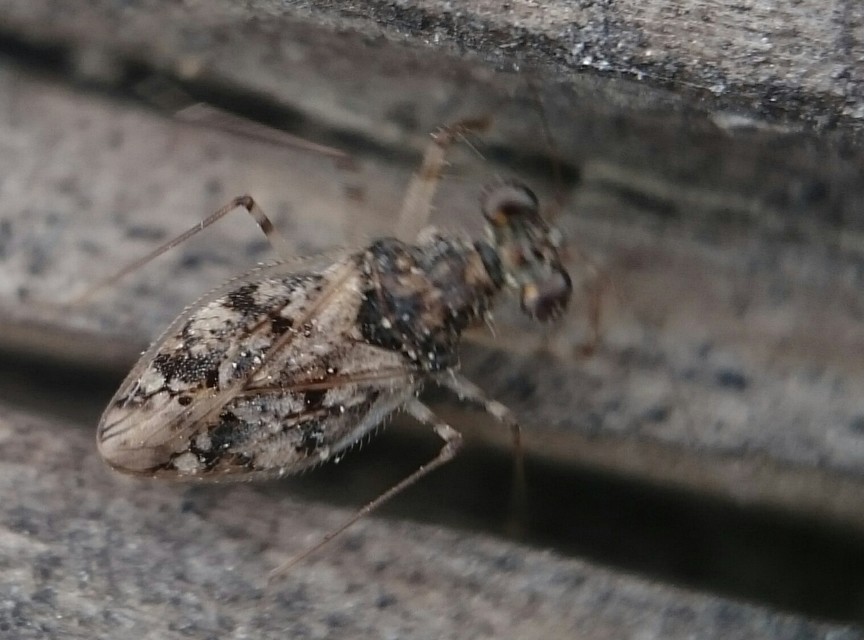 Leptopus marmoratus - kövipoloska