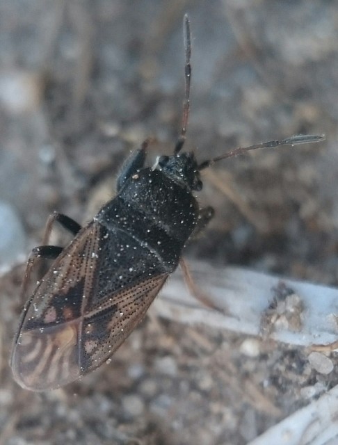 Megalonotus sabulicola