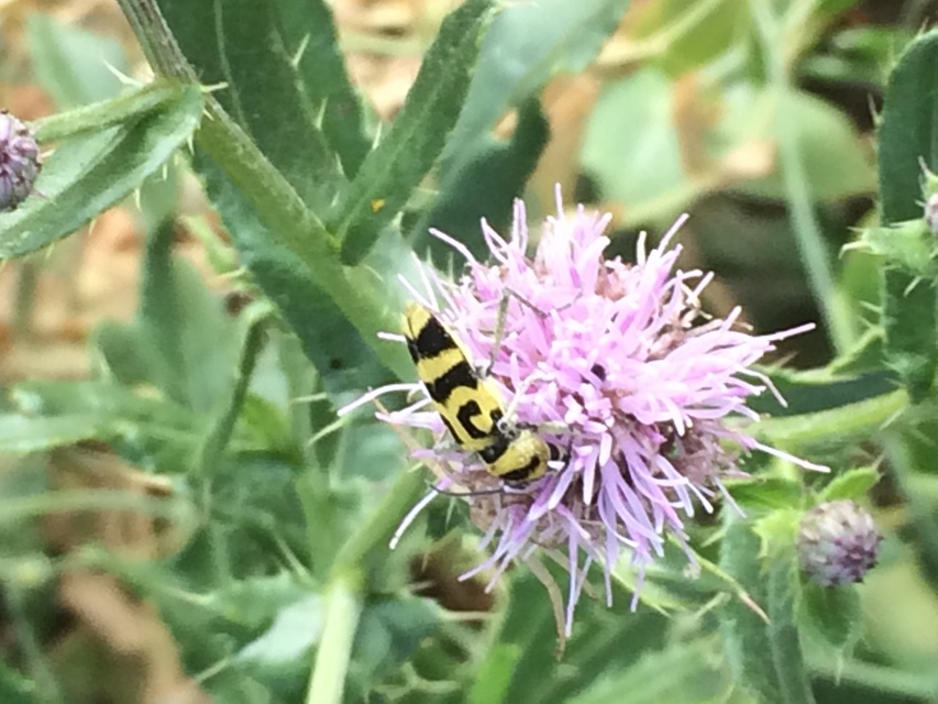 Chlorophorus varius - díszes darázscincér