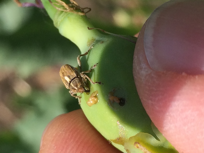 Glocianus maculaalba - közönséges máktokormányos