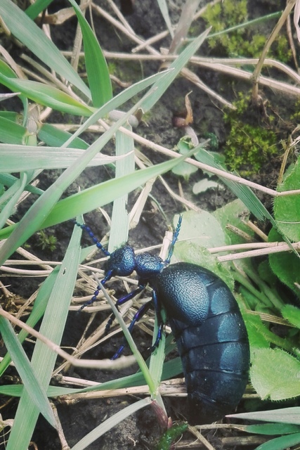 Meloe proscarabaeus - közönséges nünüke
