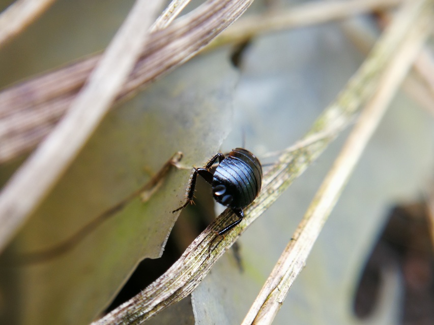 Phyllodromica