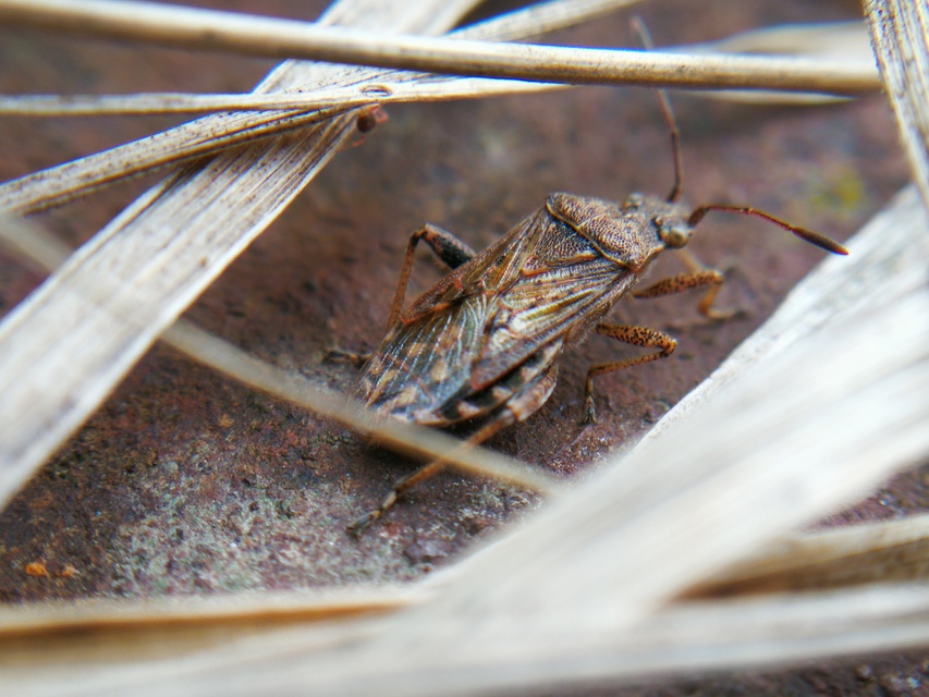 Rhopalidae - üvegpoloskák
