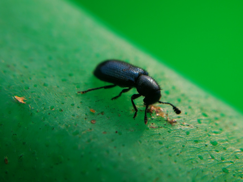 Necrobia violacea - kék hullabogár
