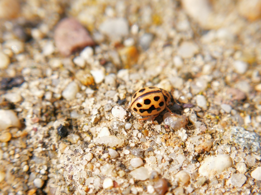 Tytthaspis sedecimpunctata - tizenhatpettyes katica