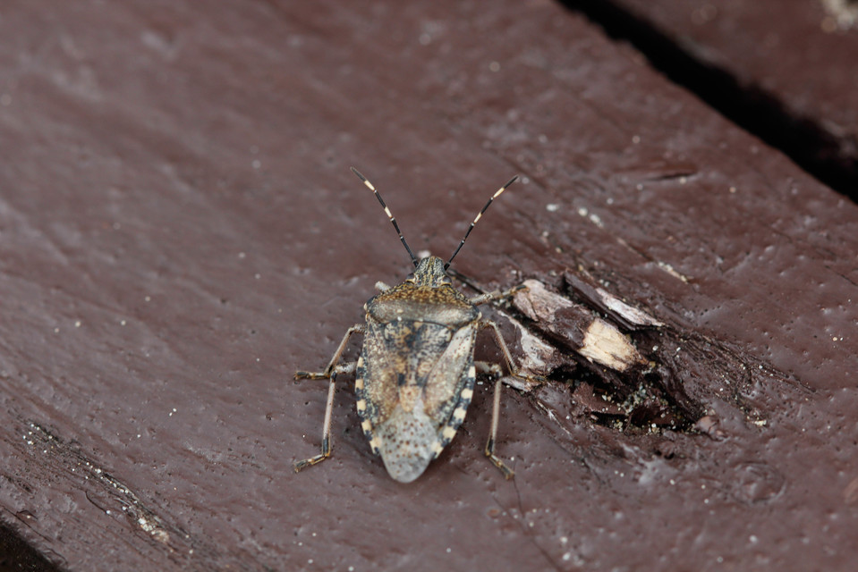 Rhaphigaster nebulosa - bencepoloska