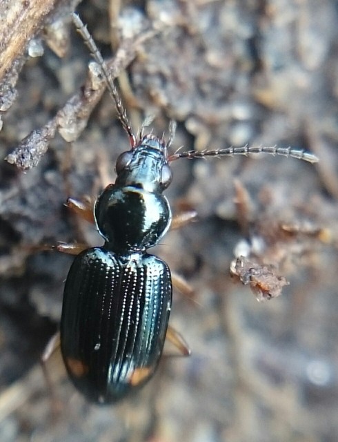Bembidion inoptatum - kereknyakú gyorsfutó
